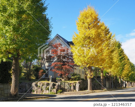 静岡県　銀杏並木のある景観　11月 121346357