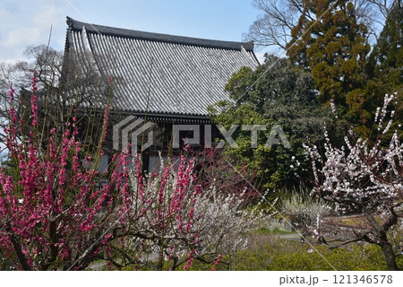 紅梅に囲まれた智積院の金堂 121346578