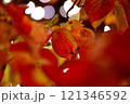 紅葉した葉 121346592