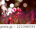 イルミネーションに照らされる花 121346593