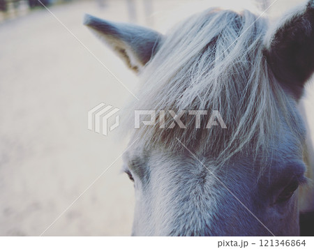 白馬の前髪 白馬の前髪 121346864