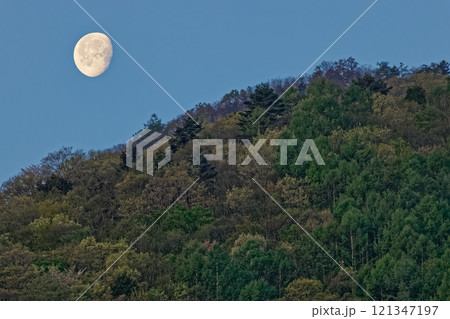 甲斐駒ヶ岳登山口・駒ヶ岳神社から見る明け方の月と新緑の山並み 121347197