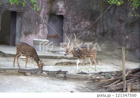 鹿の夫婦 鹿の夫婦 121347500