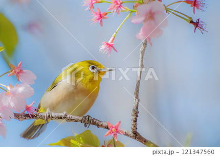 桜の花の蜜を吸うメジロ 桜の花の蜜を吸うメジロ 121347560