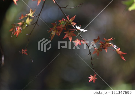 晩秋の紅葉のクローズアップ 121347699