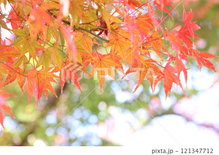 晩秋の紅葉のクローズアップ 晩秋の紅葉のクローズアップ 121347712