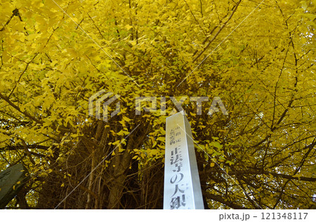 埼玉県東松山市 坂東三十三観音10番札所 正法寺 岩殿観音の大銀杏 121348117