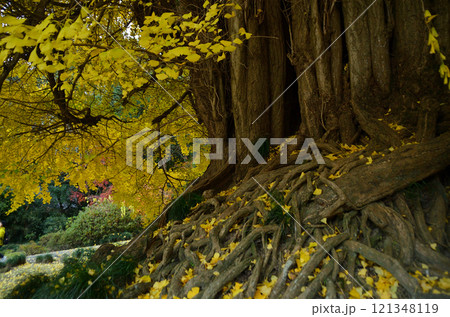 埼玉県東松山市 坂東三十三観音10番札所 正法寺 岩殿観音の大銀杏 埼玉県東松山市 坂東三十三観音10番札所 正法寺 岩殿観音の大銀杏 121348119