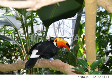 ≪栃木県≫植物園のオニオオハシ 121348151