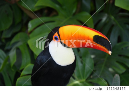≪栃木県≫植物園のオニオオハシ 121348155