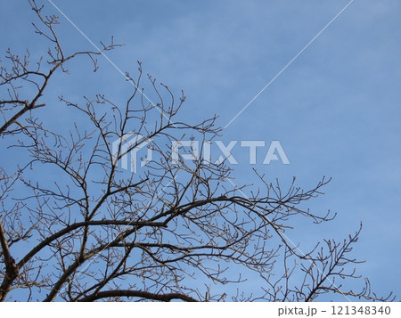 桜の枯れ木と青空 121348340