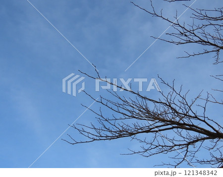 桜の枯れ木と青空 121348342