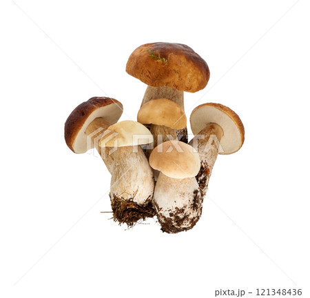 Porcini mushrooms, mushrooms forest 121348436