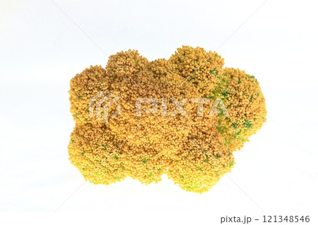 栄養が豊富なブロッコリー 121348546