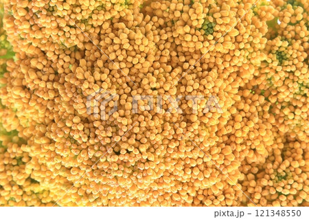 栄養が豊富なブロッコリー 栄養が豊富なブロッコリー 121348550