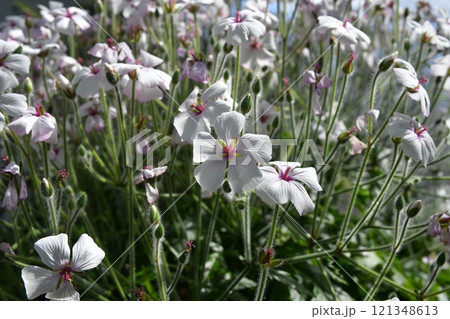 ≪栃木県≫植物園に咲くゲラニウム・マデレンセ ≪栃木県≫植物園に咲くゲラニウム・マデレンセ 121348613
