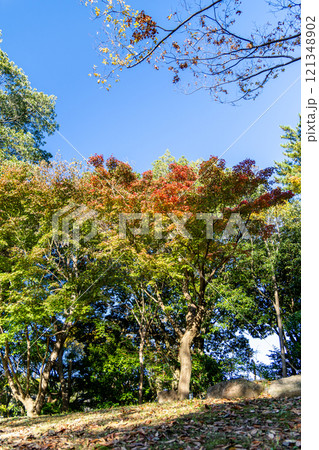 紅葉した木々 121348902