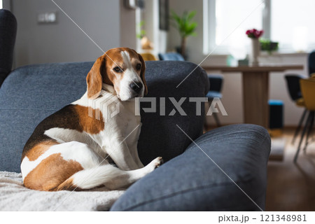 Cute Beagle dog sitting on sofa 121348981
