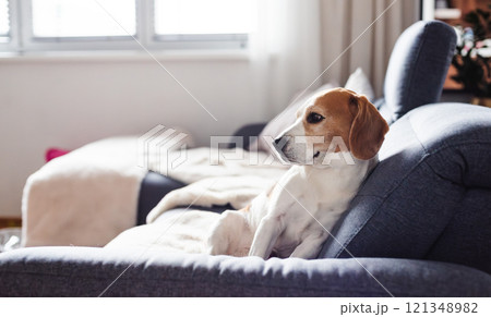 Cute Beagle dog sitting on sofa 121348982