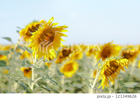 Sprawling sunflower field nearing harvest season, glowing under the warm sunlight. The vibrant yellow blooms stretch toward the sky, symbolizing abundance and the beauty of nature cycles Sprawling sunflower field nearing harvest season, glowing under the warm sunlight. The vibrant yellow blooms stretch toward the sky, symbolizing abundance and the beauty of nature cycles 121349626