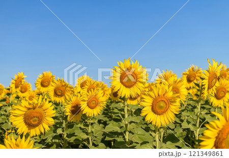 Beautiful sunflower flower blooming in sunflowers field with blue sky. 121349861