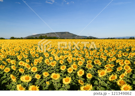 Beautiful sunflower flower blooming in sunflowers field with white cloudy and blue sky. 121349862