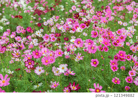 beautiful pink cosmos flowers in the farming area. flower field on winter season at Lop buri, 121349882