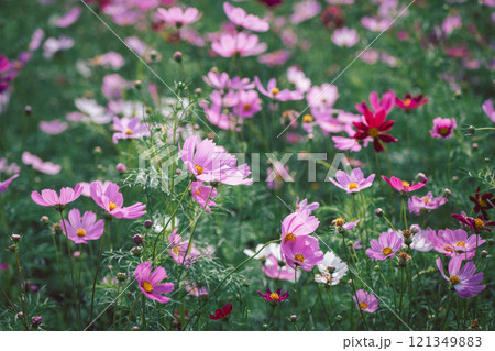 beautiful pink cosmos flowers in the farming area. flower field on winter season at Lop buri, beautiful pink cosmos flowers in the farming area. flower field on winter season at Lop buri, 121349883