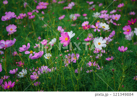 beautiful pink cosmos flowers in the farming area. flower field on winter season at Lop buri, beautiful pink cosmos flowers in the farming area. flower field on winter season at Lop buri, 121349884