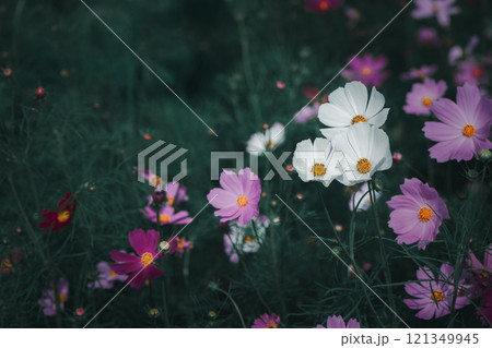 beautiful white cosmos flowers in the farming area. flower field on winter season at Lop buri, Thailand  vintage toness 121349945