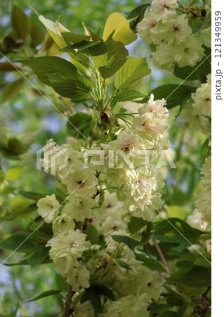 ウコンザクラ(鬱金桜) ウコンザクラ(鬱金桜) 121349959