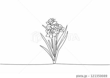 Continuous one line drawing three stalks of daffodil flowers. Trying to breed. Medical plants. The kindness of many people. Antioxidant plant. Daffodil Day. Single line draw design vector illustration Continuous one line drawing three stalks of daffodil flowers. Trying to breed. Medical plants. The kindness of many people. Antioxidant plant. Daffodil Day. Single line draw design vector illustration 121350089