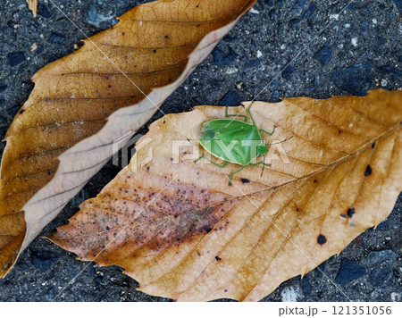 越冬するカメムシ科ツヤアオカメムシ 121351056