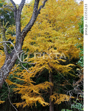キンポウゲ科の多年草アキカラマツの淡黄白色の花 キンポウゲ科の多年草アキカラマツの淡黄白色の花 121351233