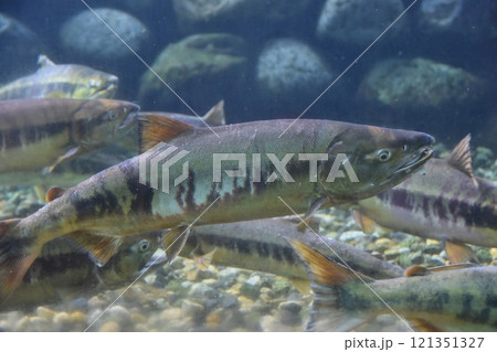 遡上した鮭　新潟 121351327