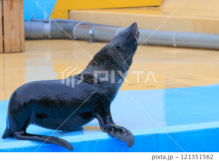 動物園のミナミアフリカオットセイ 121351562