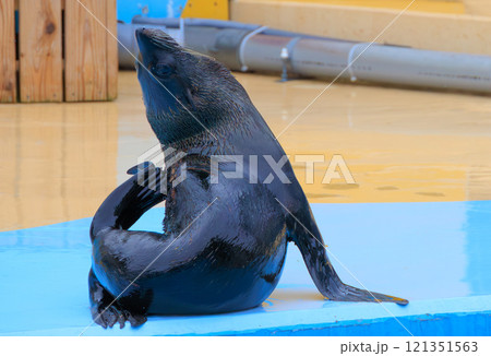 動物園のミナミアフリカオットセイ 121351563