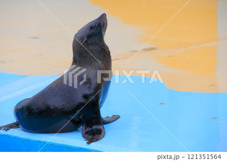 動物園のミナミアフリカオットセイ 121351564