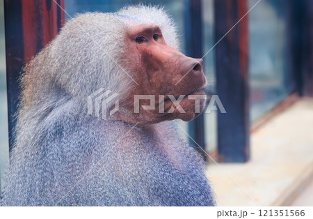 動物園のマントヒヒ 121351566