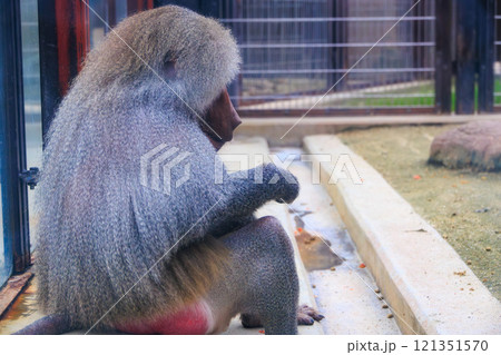 座ってるマントヒヒ 座ってるマントヒヒ 121351570