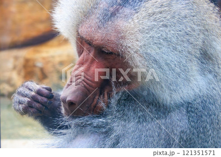 動物園のマントヒヒ 121351571