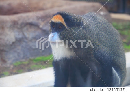 動物園のブラッザグェノン 動物園のブラッザグェノン 121351574