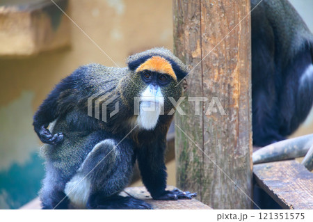 動物園のブラッザグェノン 121351575
