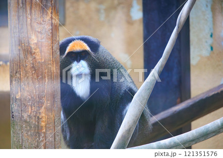 動物園のブラッザグェノン 121351576