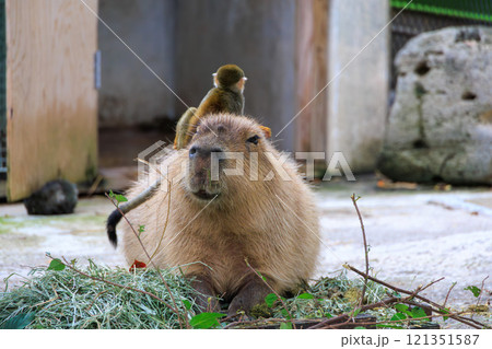 カピバラと背中に乗るリスザル 121351587