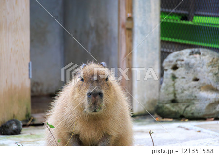動物園のカピバラ 121351588