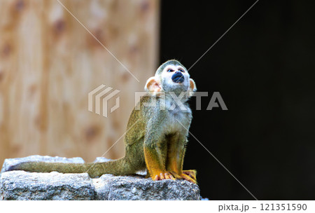 動物園のリスザル 121351590