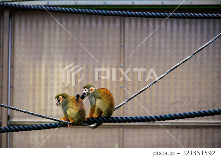 綱の上のリスザル 121351592