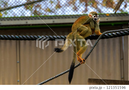 綱の上を歩くリスザルの親子 121351596