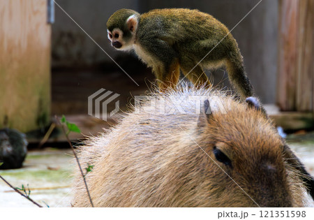 カピバラと背中に乗るリスザル 121351598